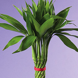 Twisted Bamboo