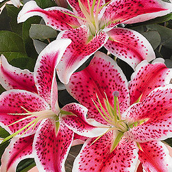 Stargazer Lilies