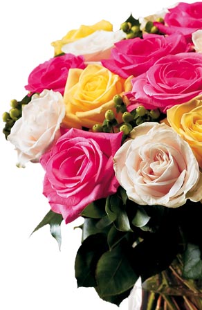 Two Dozen Roses