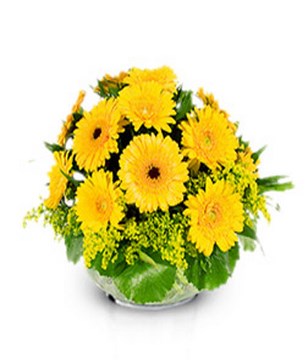 Yellow gerberas