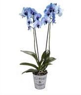 Invigorating Blue Orchid