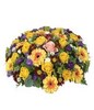 Sympathy arrangement