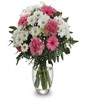 Bicolor gerberas and chrysanthemums