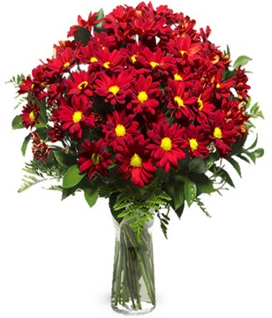 Red chrysanthemums