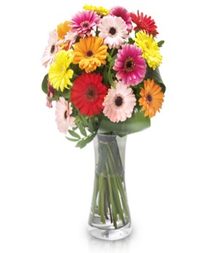 Multicolored gerberas