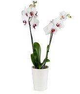 Double-stemmed pure white orchid gift