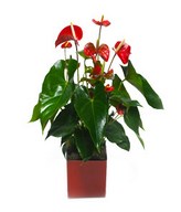 Anthurium