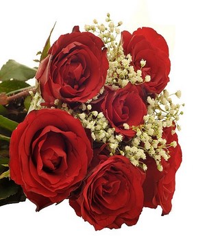 6 Red Roses with Baby's Breath