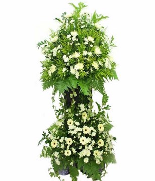 White Chrysanthemum, White Chrysan Pom-poms & White Gerbera